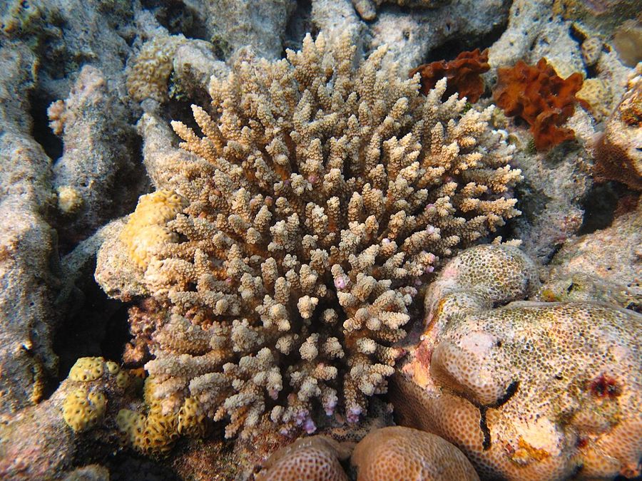 Wild Acropora tenuis colony in the Maldives, the species behind the Walt Disney morph