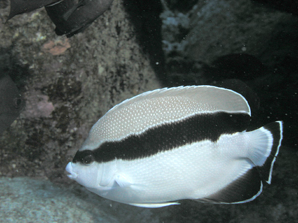 Bandit (banded) angelfish (Apolemichthys arcuatus)