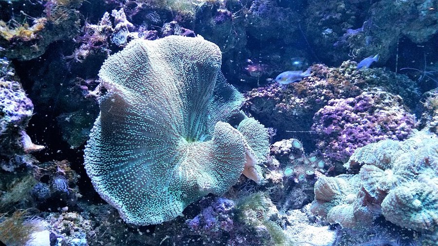 Plating Montipora capricornis in an aquarium, a related Montipora