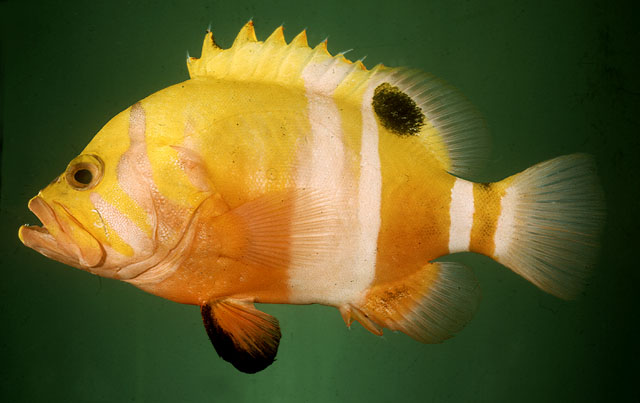 Neptune grouper (garish hind) (Cephalopholis igarashiensis)